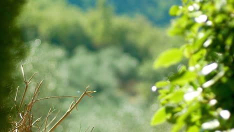 Rack-focus-from-the-details-of-an-olive-branch-to-the-vineyard-in-the-distance