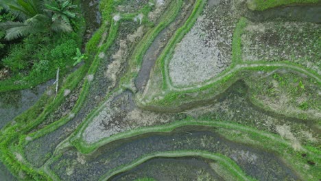 drone de arriba hacia abajo filmado sobre las terrazas de arroz de tegalalang