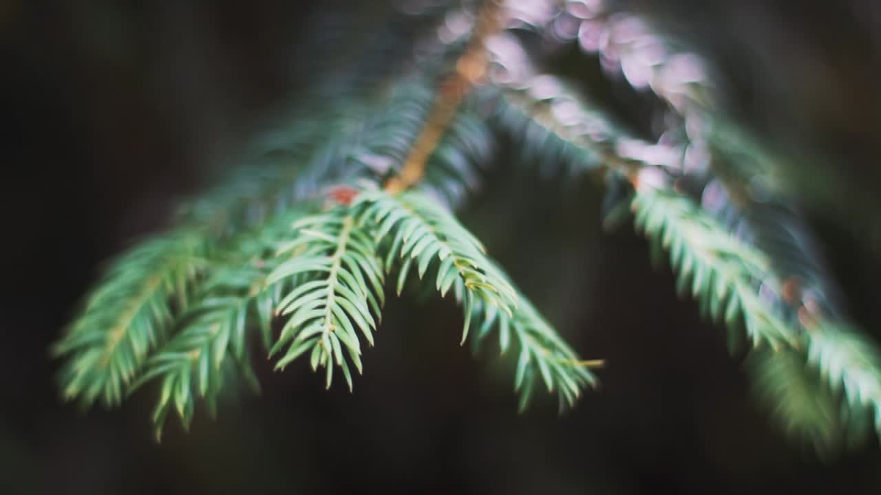 Pine tree branch Close up