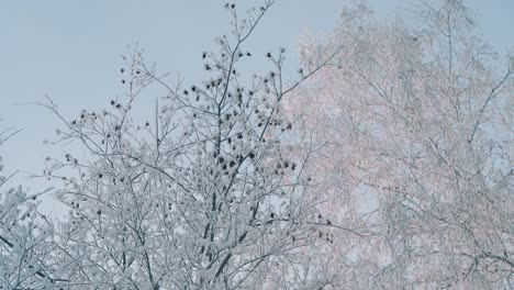 Winterwald-Mit-Bäumen,-Die-Morgens-Mit-Glänzendem-Frost-Bedeckt-Sind