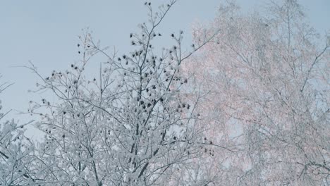 winter wood with trees covered with shining frost in morning