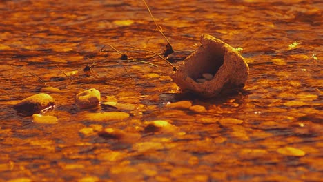 stones inside the river at sunrise