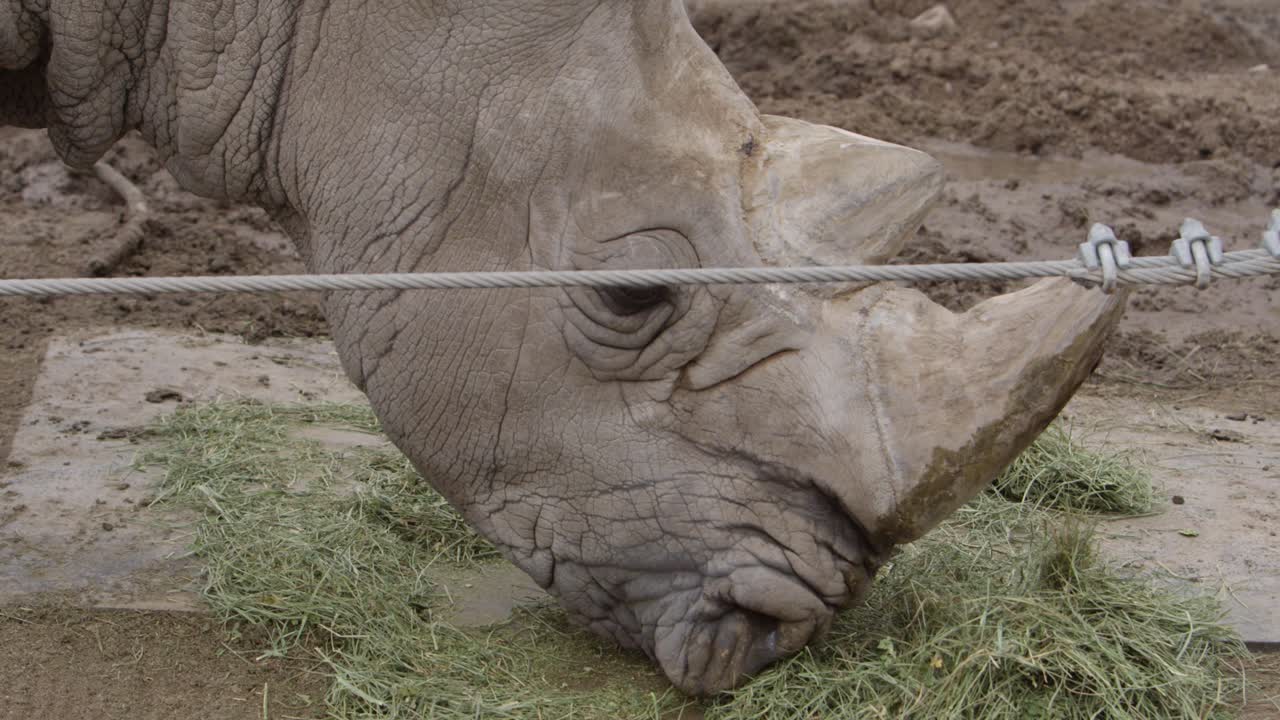 rinoceronte blanco pastando con seguridad en cautiverio a cámara lenta