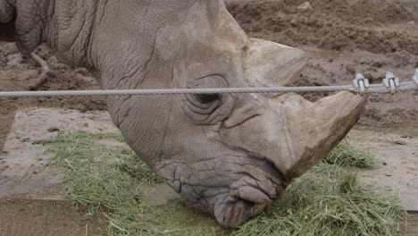 white rhino grazing safely in captivity slow motion