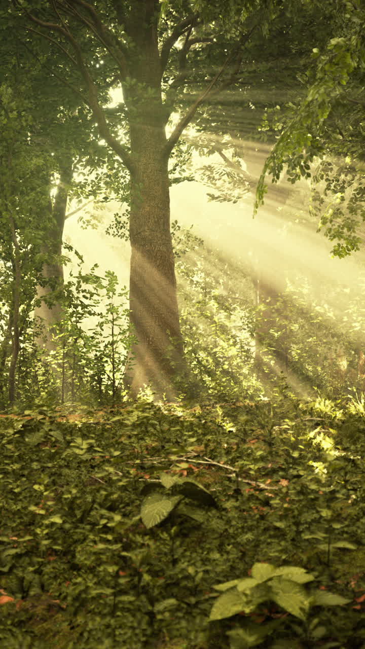 마법의 숲 속의 빛