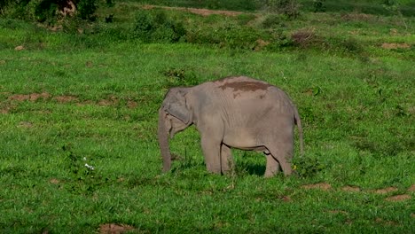 Los-Elefantes-Asiáticos-Son-Especies-En-Peligro-De-Extinción-Y-También-Son-Residentes-De-Tailandia