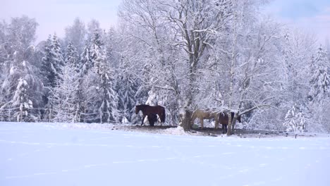 brown and white horses graze on snowy area