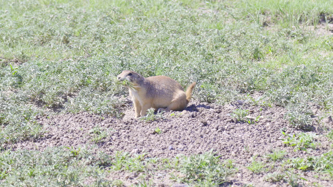 perro de la pradera de cola negra con la boca llena de hierba, en las praderas de pawnee