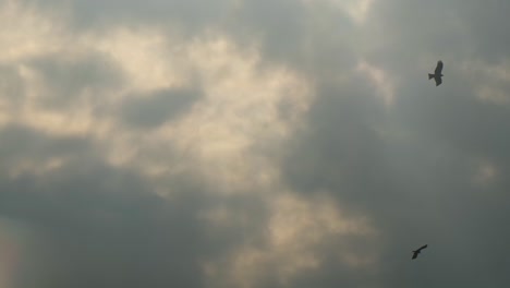 Predator-birds,-eagle-and-hawk-circling-above-grey-sky,-looking-for-prey