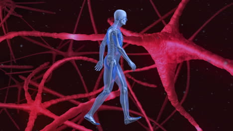 digital animation of human body model walking against signals passing through neurons