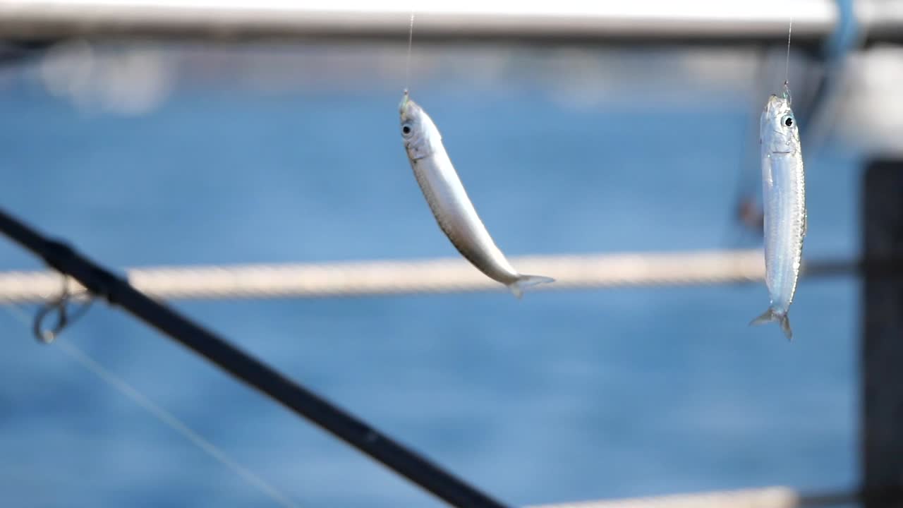 Two Fish Hanging on Fishing Line Over Ocean