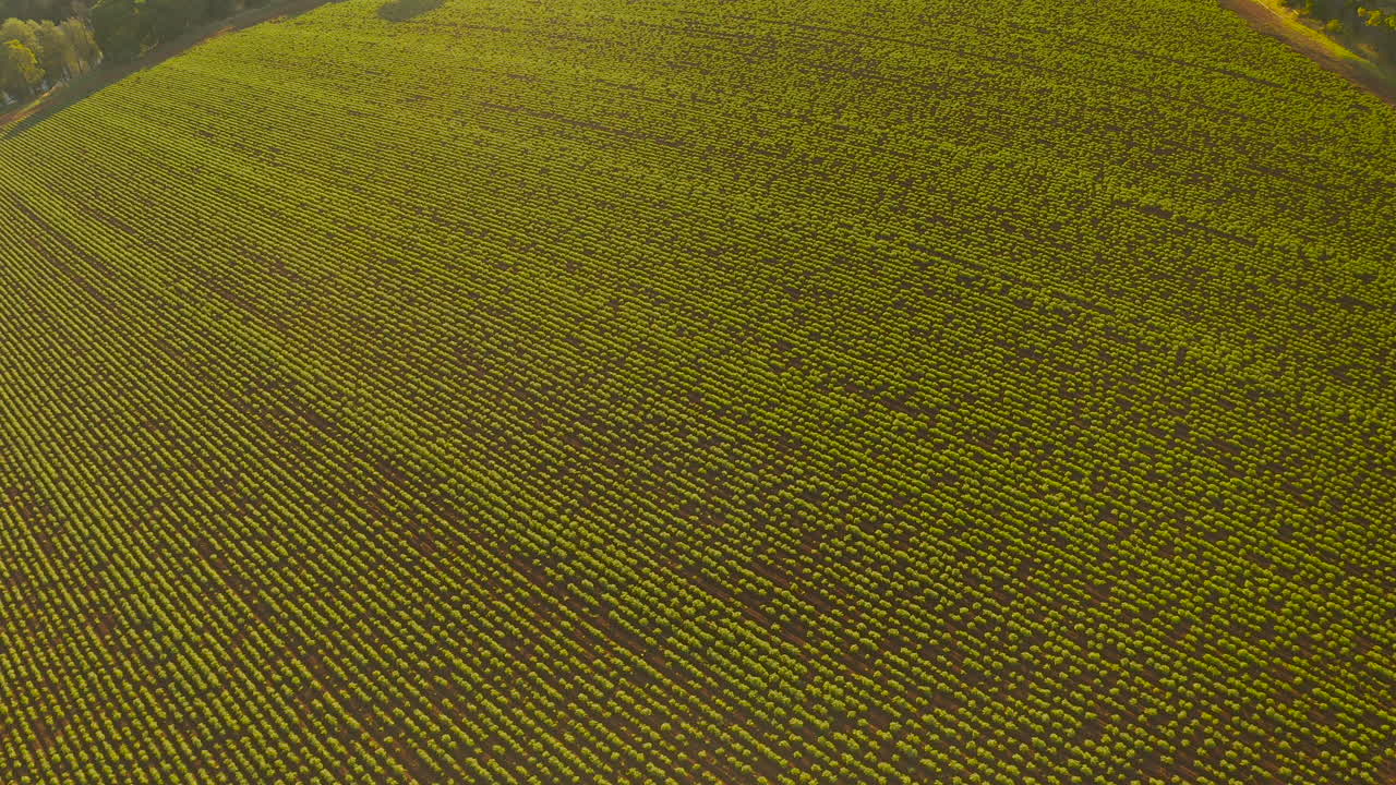 Camera gracefully glides over the expansive and vibrant green grapevines