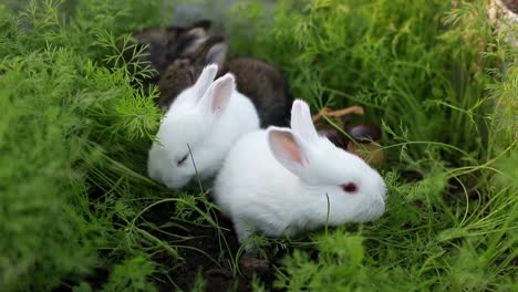 cute little rabbits on green grass, white little rabbit