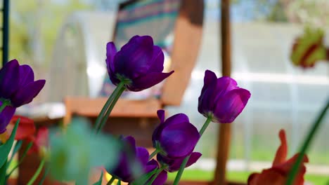 coloridos tulipanes floreciendo, balanceándose mientras el viento sopla durante el día
