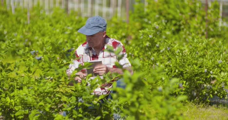 Confident-Male-Farm-Researcher-Examining-And-Tasting-Blueberry-On-Field-11