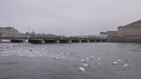 sea birds with swans in the lake at the historical city of stockholm, sweden during winter