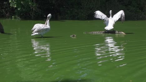 Dos-Grandes-Pelícanos-Blancos,-Pelecanus-Pelecanus-En-El-Estanque-Del-Zoológico-Planckendael,-Un-Pájaro-Herido-Aleteando-Sus-Alas-Tratando-De-Volar,-Y-El-Otro-Está-Acicalando-Sus-Plumas