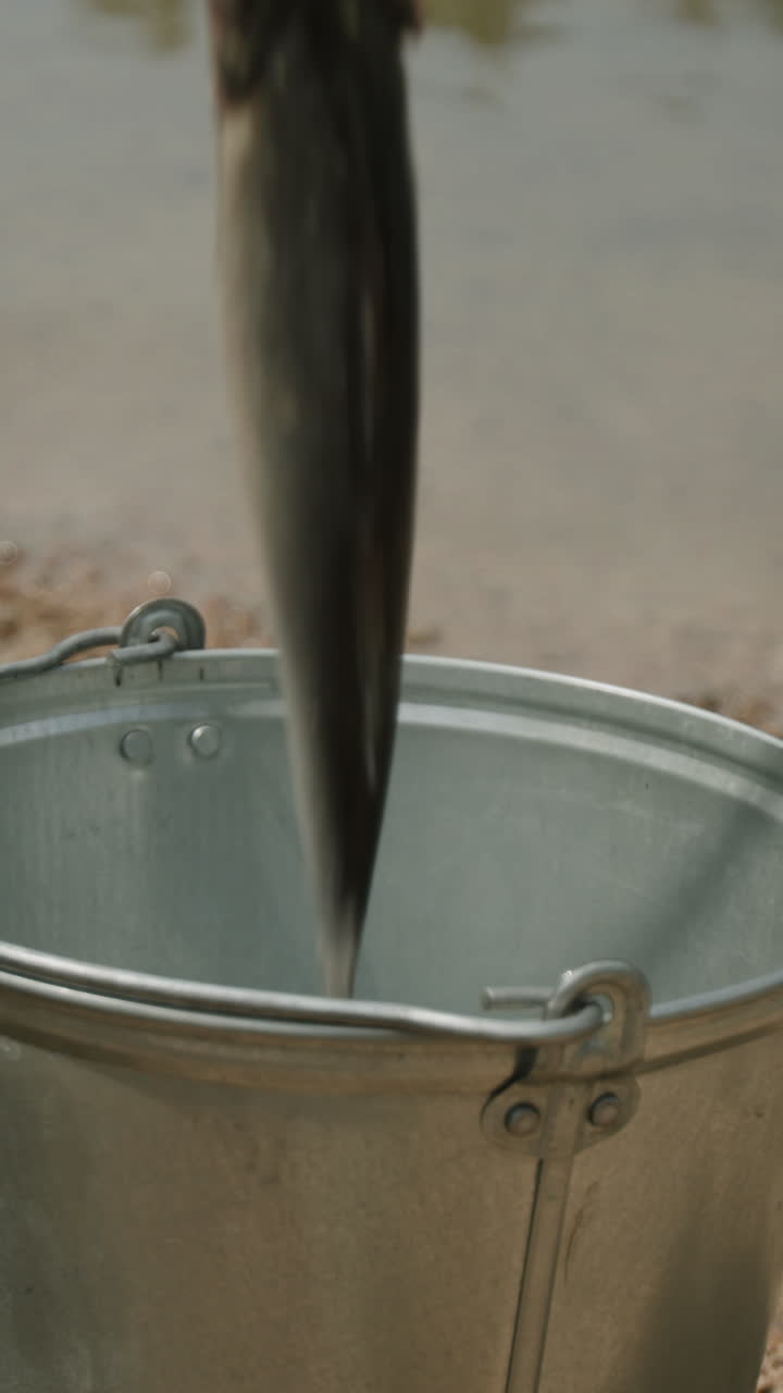Fish in a bucket