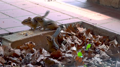 Chipmunk-Family-Play-with-Each-Other-Outside-and-Emerge-from-Burrow