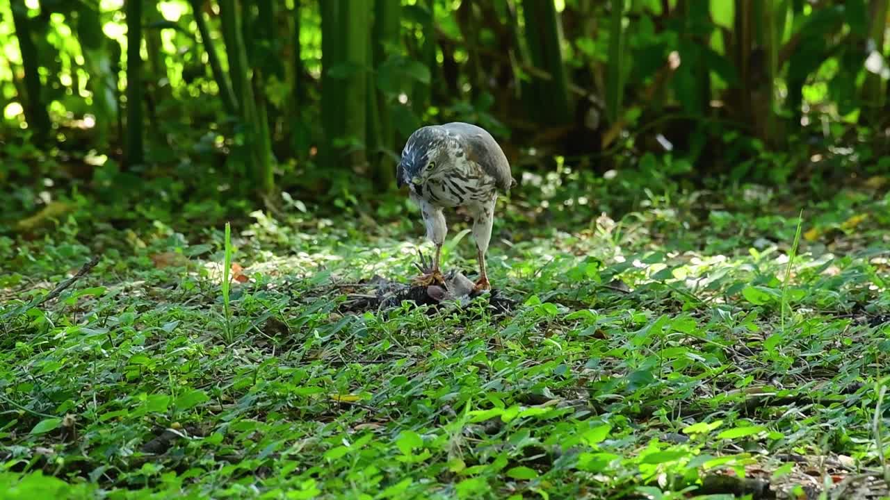 shikra alimentándose de otro pájaro en el suelo, esta ave de rapiña atrapó un pájaro para desayunar y estaba ocupado comiendo, luego se asustó y se fue