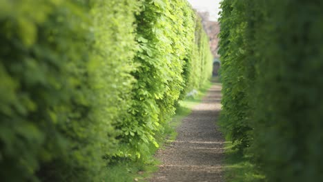 Un-Túnel-De-Laberinto-Verde-Natural-En-El-Jardín.