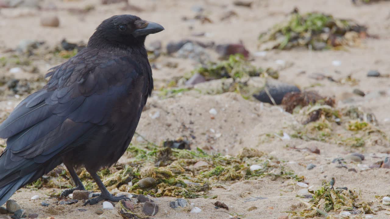 A raven moves slowly across a sandy beach, pausing and looking around. Natural daylight, static camera, medium close-up, calm and observational mood