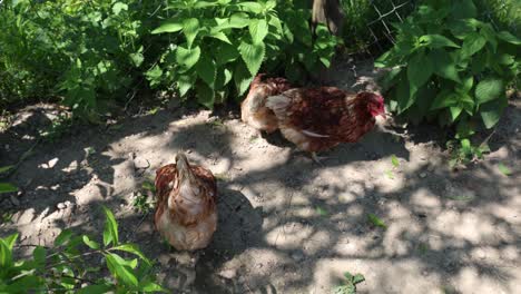 many red chickens on a summer day in the village