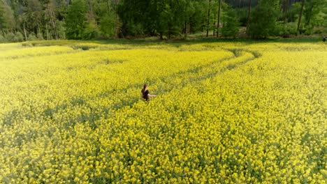 Glückliches-Mädchen-Geht-Durch-Ein-Gelbes-Feld