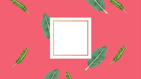 exóticos tropicales hojas ecología animación en marco cuadrado fondo de color rosa