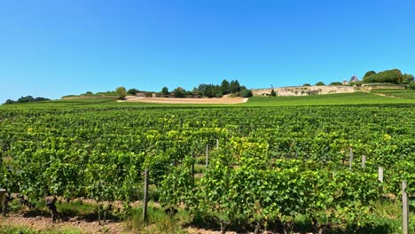 Lush vineyard landscape under a clear blue sky