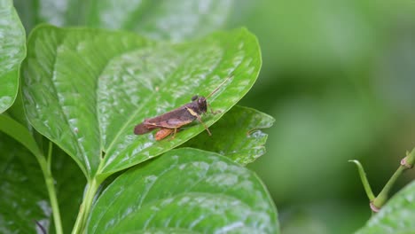 Raising-its-hind-legs-and-moves-down-the-leaf-to-go-to-the-right,-Grasshopper,-Thailand