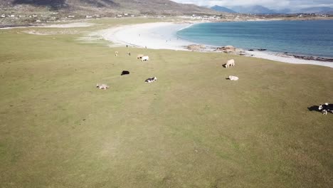 Luftaufnahme,-Großes-Feld-In-Connemara,-Irland-Mit-Tieren,-Die-Gras-Fressen,-Atlantik