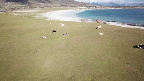 aerial-view,-large-field-in-Connemara,-Ireland-with-animals-eating-grass,-atlantic-ocean