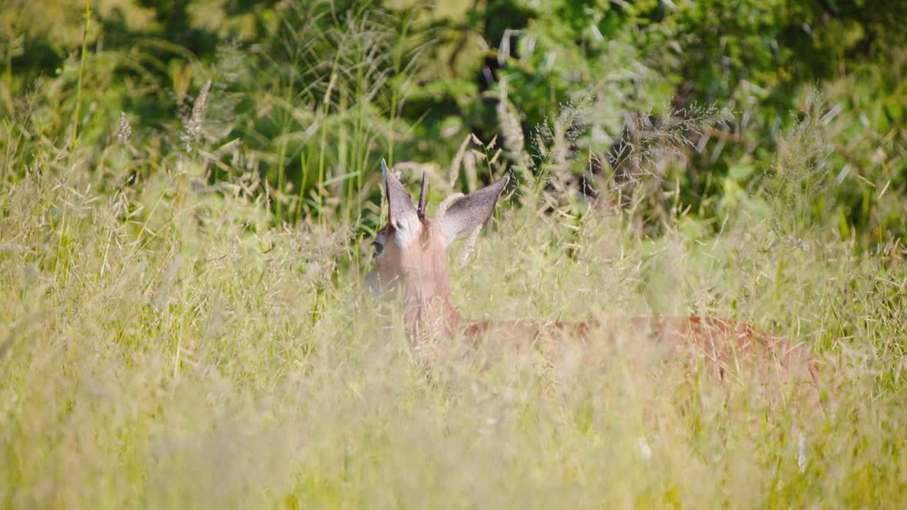 경각심 스틴보크 안로프는 높은 사바나 풀에서 여전히 서 있습니다.