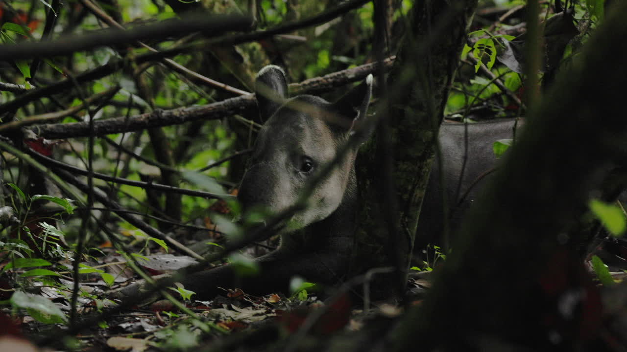 Giovane tapiro che riposa e muove le orecchie per rilevare pericoli, nel mezzo della giungla di Corcovado, in Costa Rica