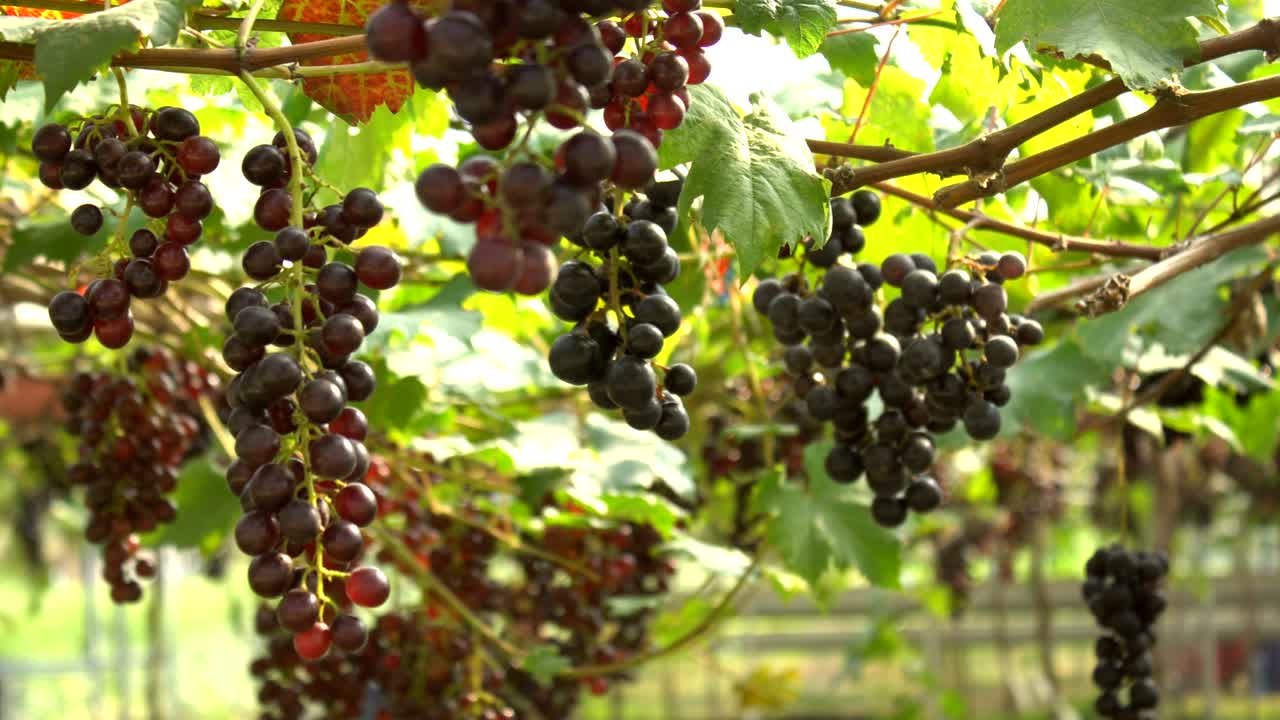 검은색과 은색 포도 판 오른쪽에서 왼쪽으로