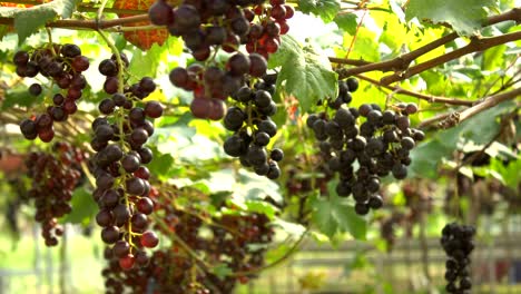 viña negra y roja de derecha a izquierda