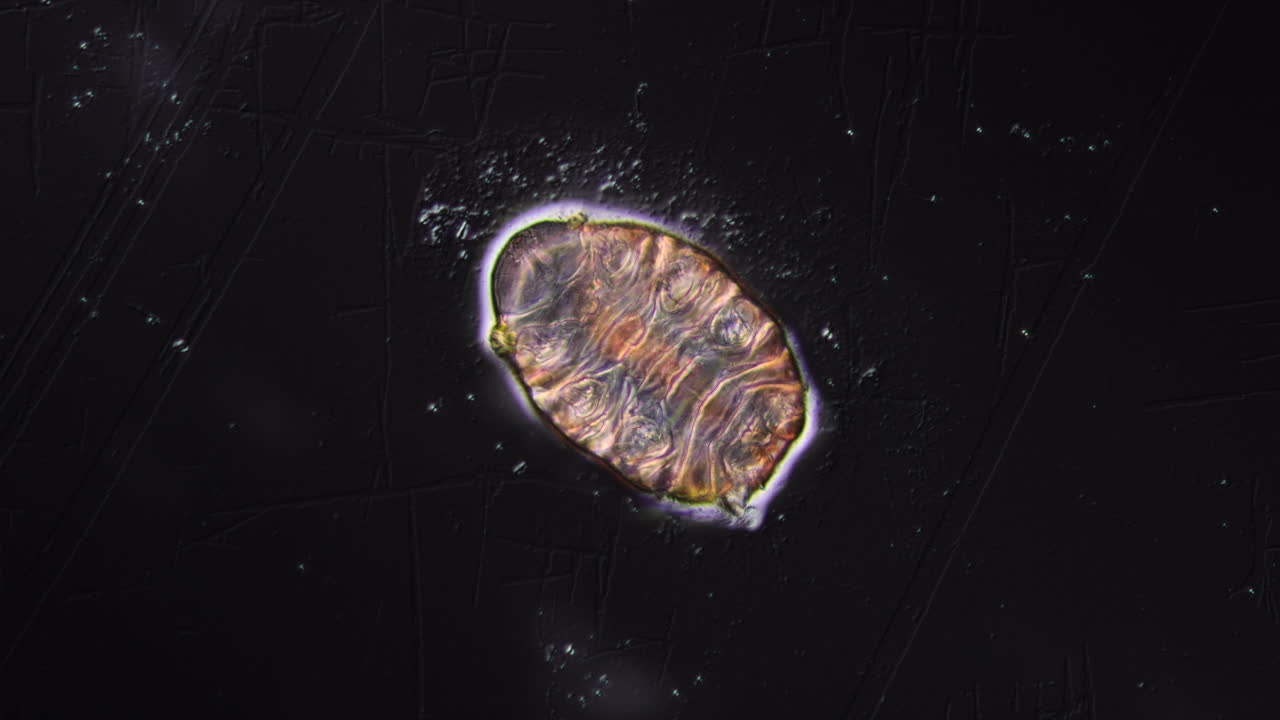Microscopic View of a Tardigrade (Water Bear)