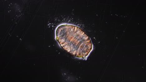 microscopic view of a tardigrade (water bear)