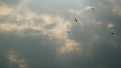 preadator birds in silhouette flying against sunset overcast