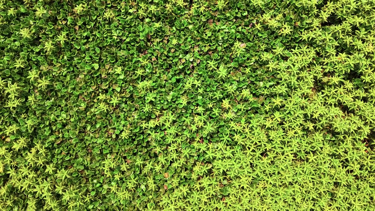 A Ponte La Nga em Dong Nai mostra a paisagem verde exuberante e as plantas vibrantes ao seu redor. A vista captura a atmosfera animada e a estrutura da ponte à luz do dia