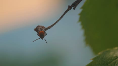 detailed close-up of a tick perched on a branch, showcasing its dark brown body and reddish-orange markings