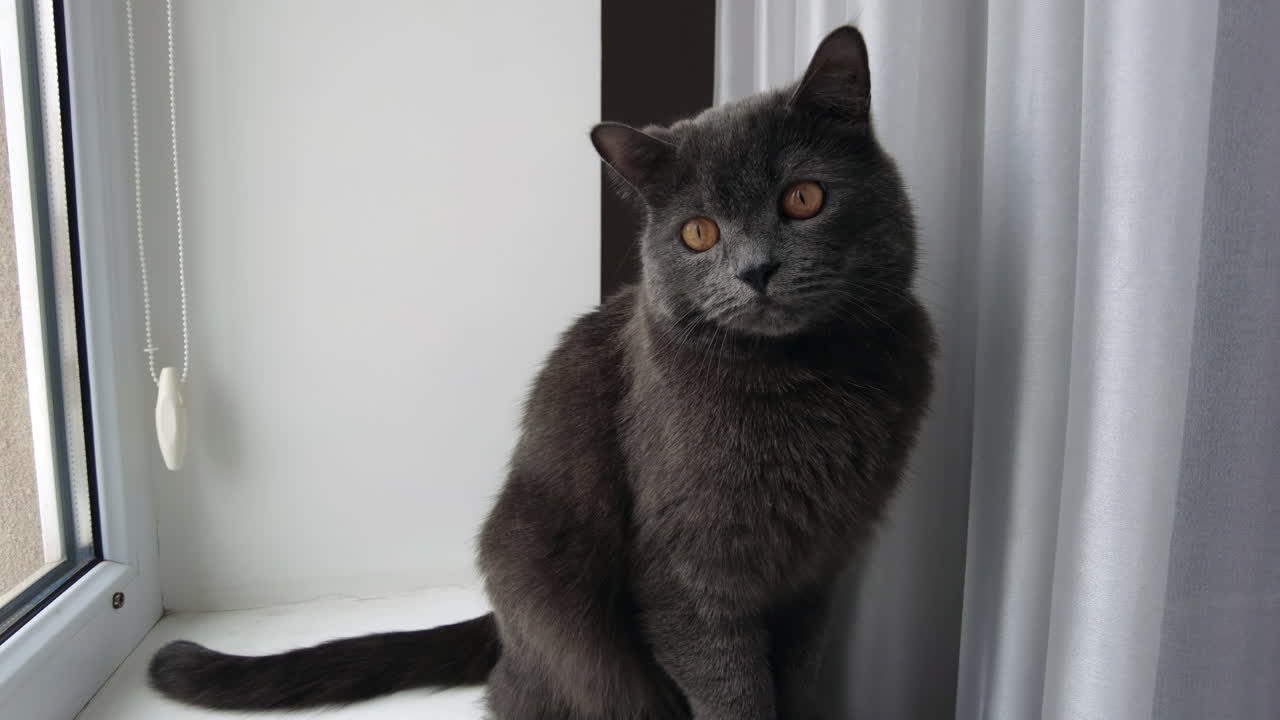 A gray cat relaxes by the window, soaking up the warm sunlight and watching birds outside. The cozy indoor space enhances the tranquility of this peaceful moment