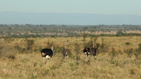 Extreme-wide-shot-of-four-ostriches-walking-in-the-open-grassland,-Greater-Kruger