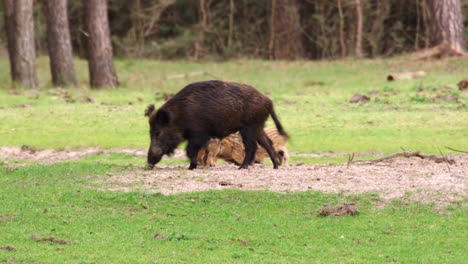cerditos de jabalí en un bosque