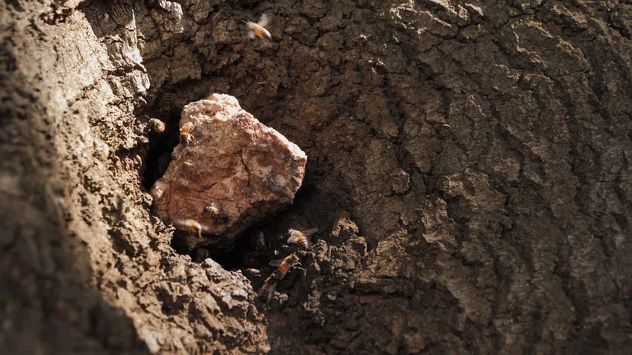 las abejas africanas borrosas vuelan dentro y fuera de la colmena en el suelo seco y agrietado de áfrica