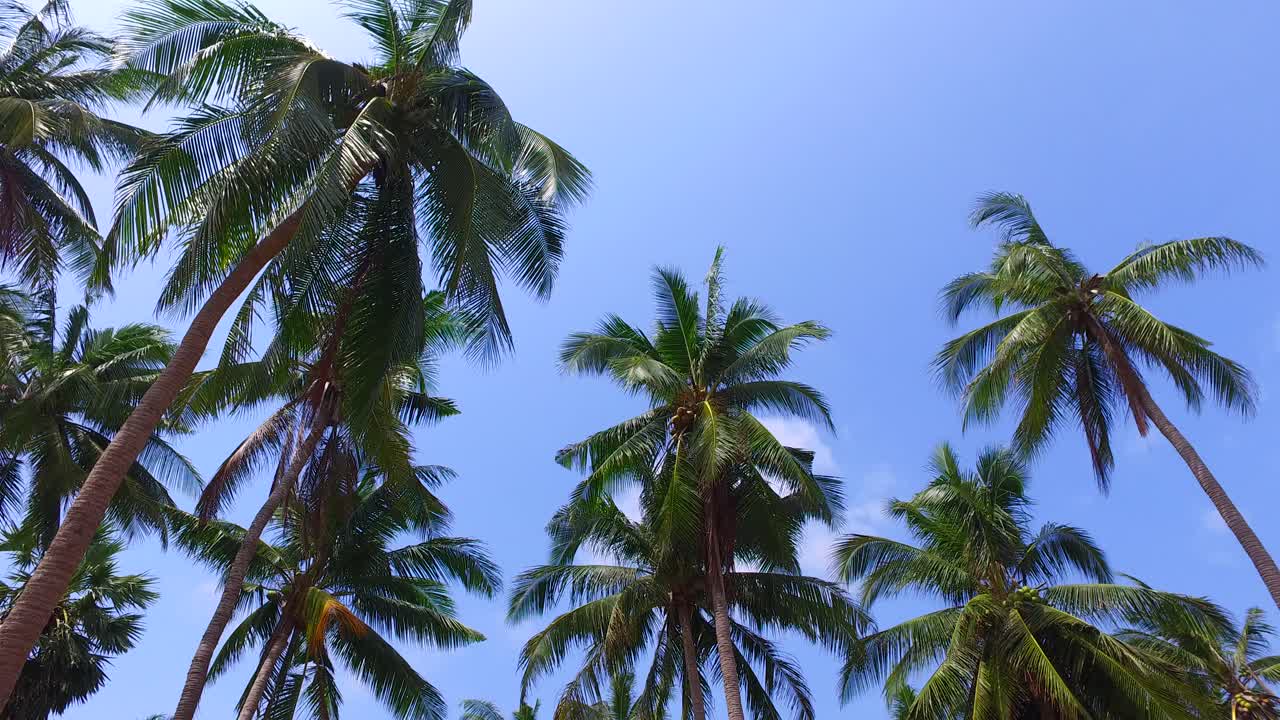 Palm trees with beautiful green leaves swing on light breeze and coconut seed on bright blue sky background