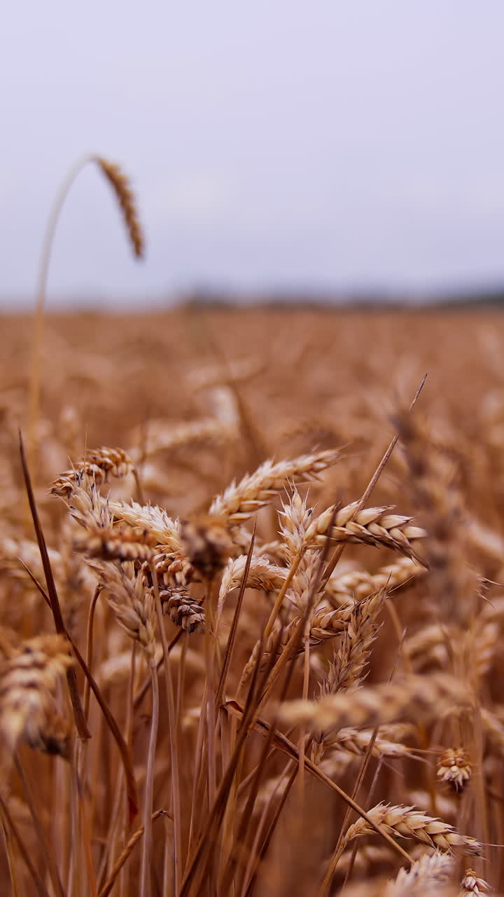 Dry grain spikelets on blurred field background. Ripe wheat ears swaying in wind. Field of agriculture crop at harvesting time. Close-up. Vertical video