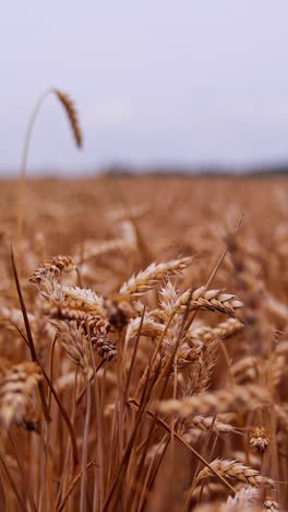 dry grain spikelets on blurred field background. ripe wheat ears swaying in wind. field of agriculture crop at harvesting time. close-up. vertical video