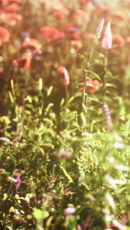 a field of red poppies in the summer sun